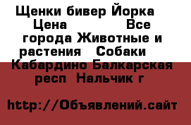 Щенки бивер Йорка  › Цена ­ 30 000 - Все города Животные и растения » Собаки   . Кабардино-Балкарская респ.,Нальчик г.